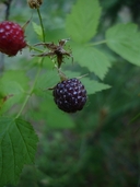 Wild Raspberry