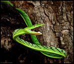 Green Vine Snake / Whip Snake