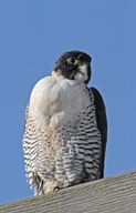 Falco peregrinus ssp. anatum