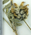 Astragalus didymocarpus var. milesianus