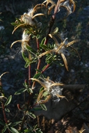 Epilobium canum ssp. canum