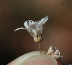 Jepsonia heterandra