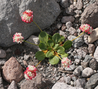 Eriogonum pyrolifolium var. pyrolifolium