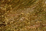 Gutierrezia microcephala