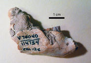 Palaeocastor nebrascensis