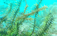 Green Harlequin Ghost Pipefish