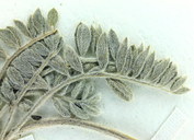 Astragalus leucolobus