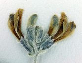 Astragalus leucolobus