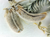 Astragalus leucolobus