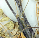 Astragalus nutans
