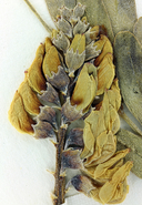 Astragalus oocarpus