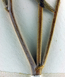 Astragalus pachypus var. pachypus