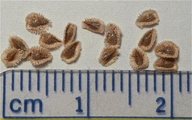 Cryptantha pterocarya