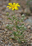 Eriophyllum ambiguum var. paleaceum