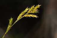 Carex bolanderi