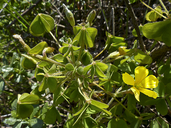 Oxalis albicans ssp. pilosa