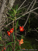 Red Bush Monkeyflower