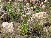 Acourtia thurberi
