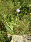 Bonplandia geminiflora