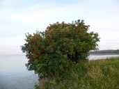 Heteromeles arbutifolia
