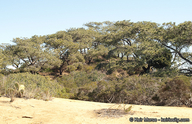 Pinus torreyana ssp. torreyana
