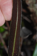 Elaphoglossum wawrae
