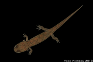 Desmognathus monticola