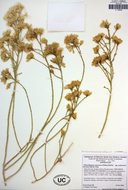 Ericameria nauseosa var. mohavensis