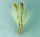 Ericameria nauseosa var. mohavensis
