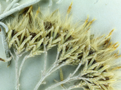 Ericameria nauseosa var. hololeuca
