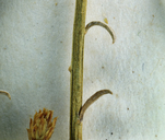 Ericameria nauseosa var. ceruminosa