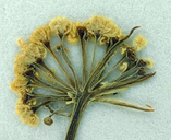 Lomatium leptocarpum