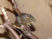Four-striped Mouse