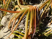 Aloe inyangensis