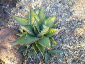 Agave margaritae