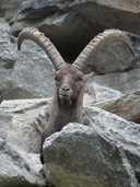 Capra ibex ibex