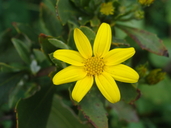 Chrysanthemoides monilifera ssp. monilifera