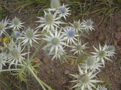 Eryngium heterophyllum