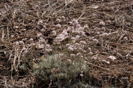 Southern Mountain Wild Buckwheat
