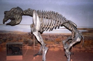 Diprotodon sp.