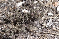 San Bernardino Wild Buckwheat