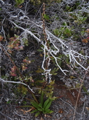 Plantago hawaiensis