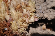 Orobanche californica ssp. feudgei