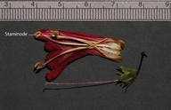 Penstemon eatonii var. undosus