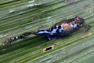 Pristimantis orcus
