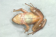 Pristimantis pharangobates