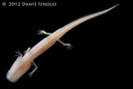 Georgia Blind Salamander