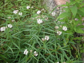 Asclepias angustifolia