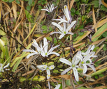 Chlorogalum pomeridianum var. divaricatum