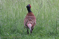 Pheasant